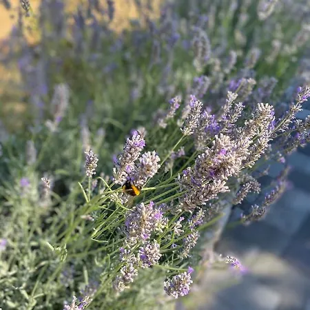 Apartament Lora Kraj (Zadar)