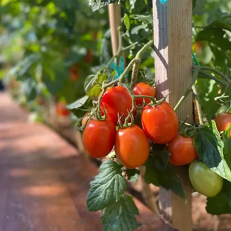 Apartments Villa Lora * Kraj (Zadar)